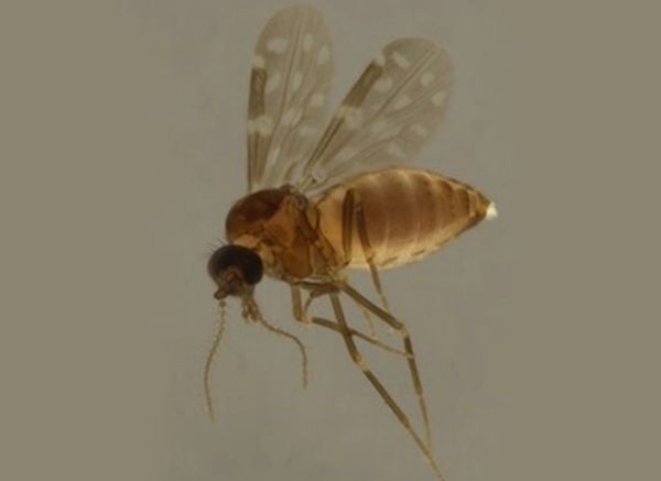 Culicoides paraensis, mosquito, oropouche