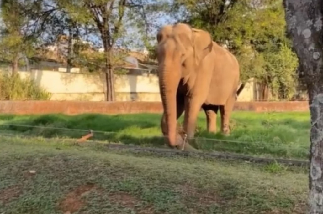 Elefante Sandro - transferido para Chapada