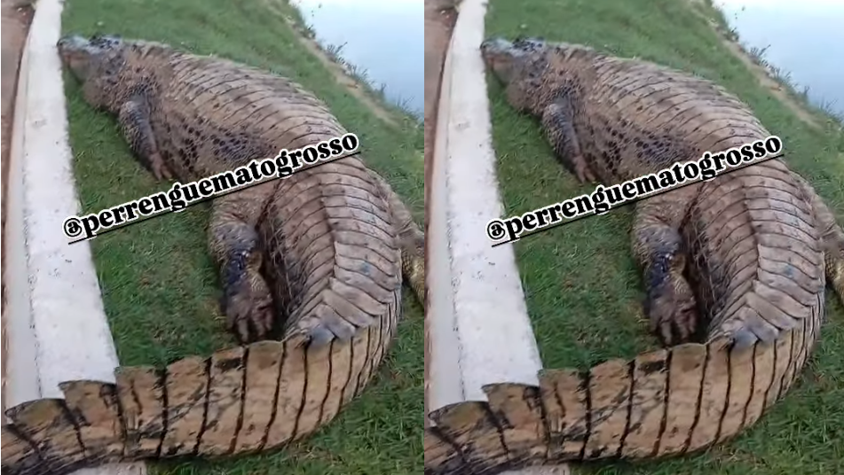 Jacar� flagrado no Parque das �guas