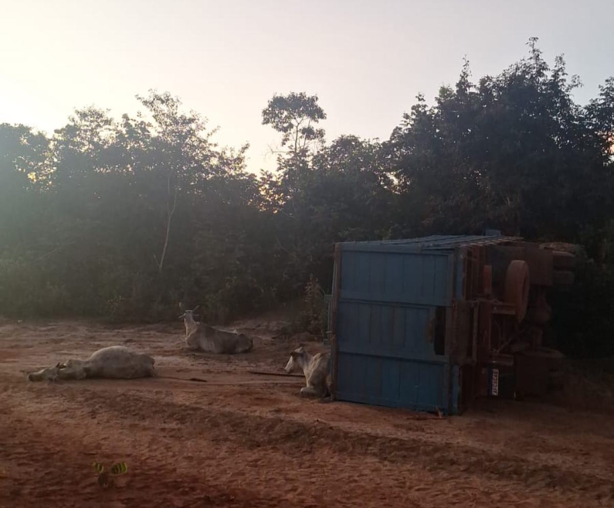 animais caminhao tombou