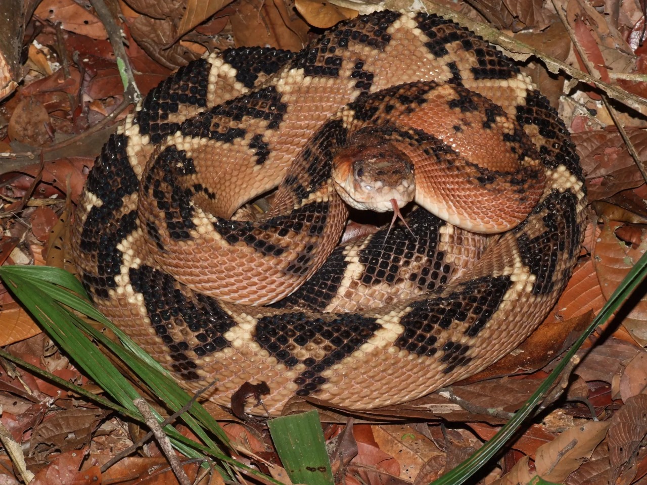 Cobra surucucu