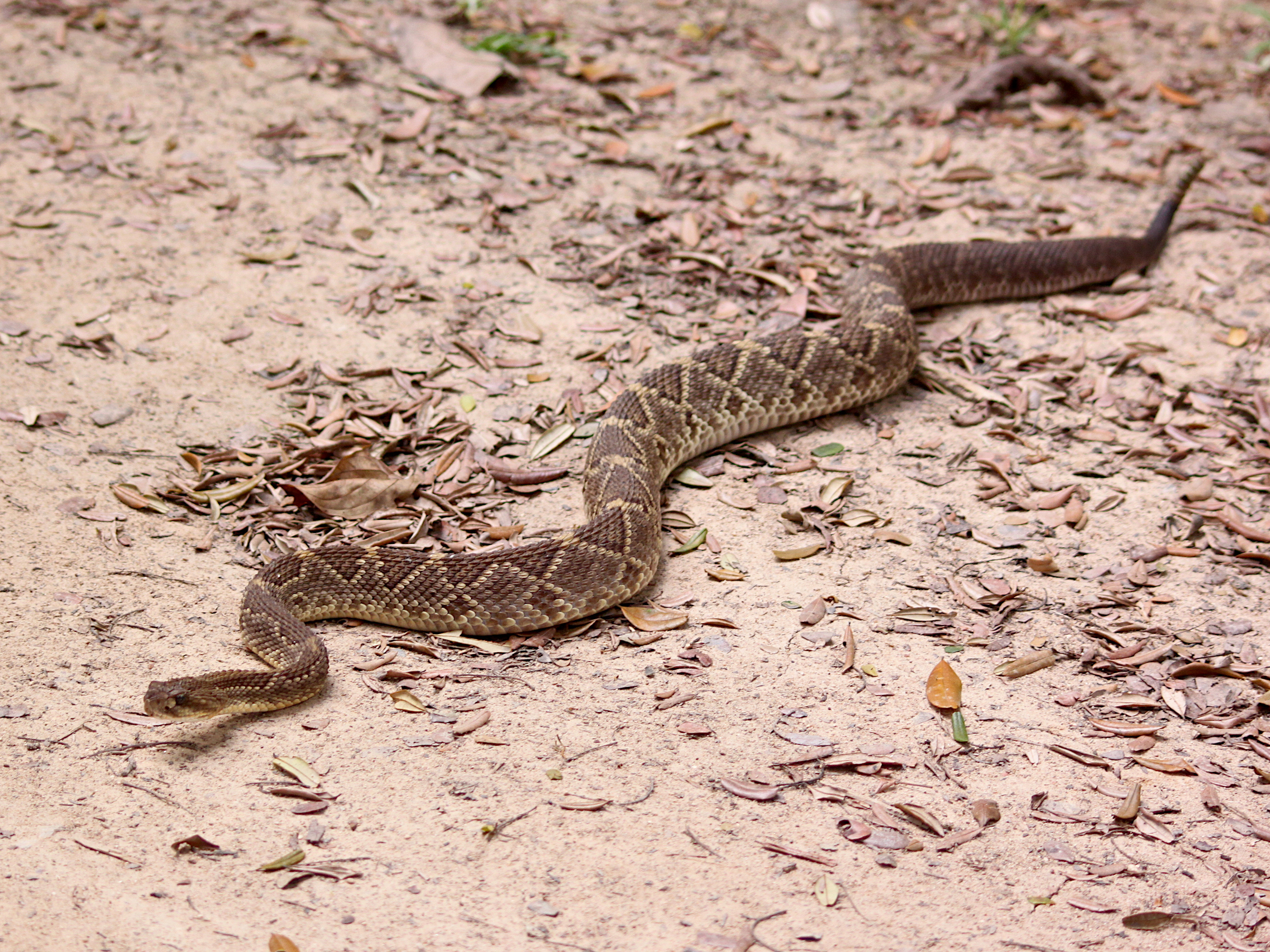 Cobra cascavel