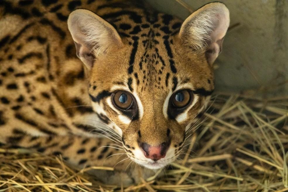 Jaguatirica