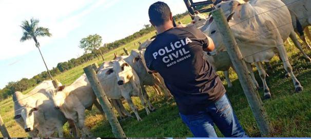 Gado furtado em S&atilde;o F&eacute;lix do Araguaia