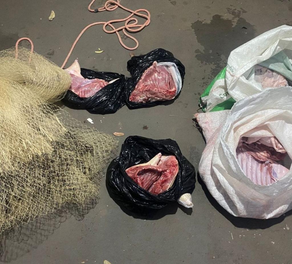 Dupla é presa com carne de animais silvestres