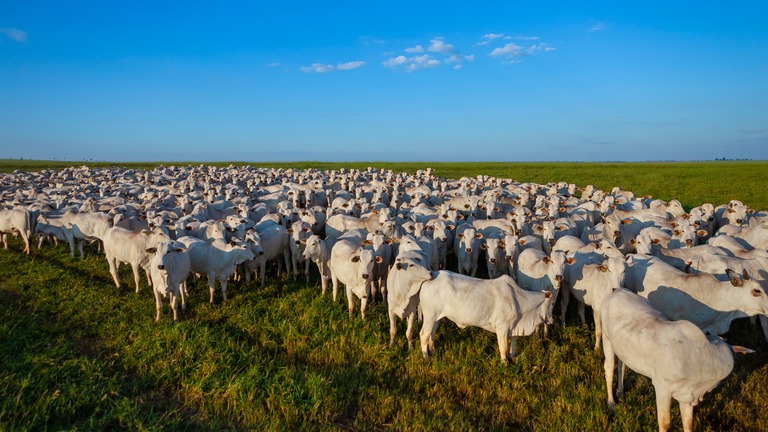 Rebanho bovino - Mato Grosso - &iuml;&iquest;&frac12;rea livre de aftosa