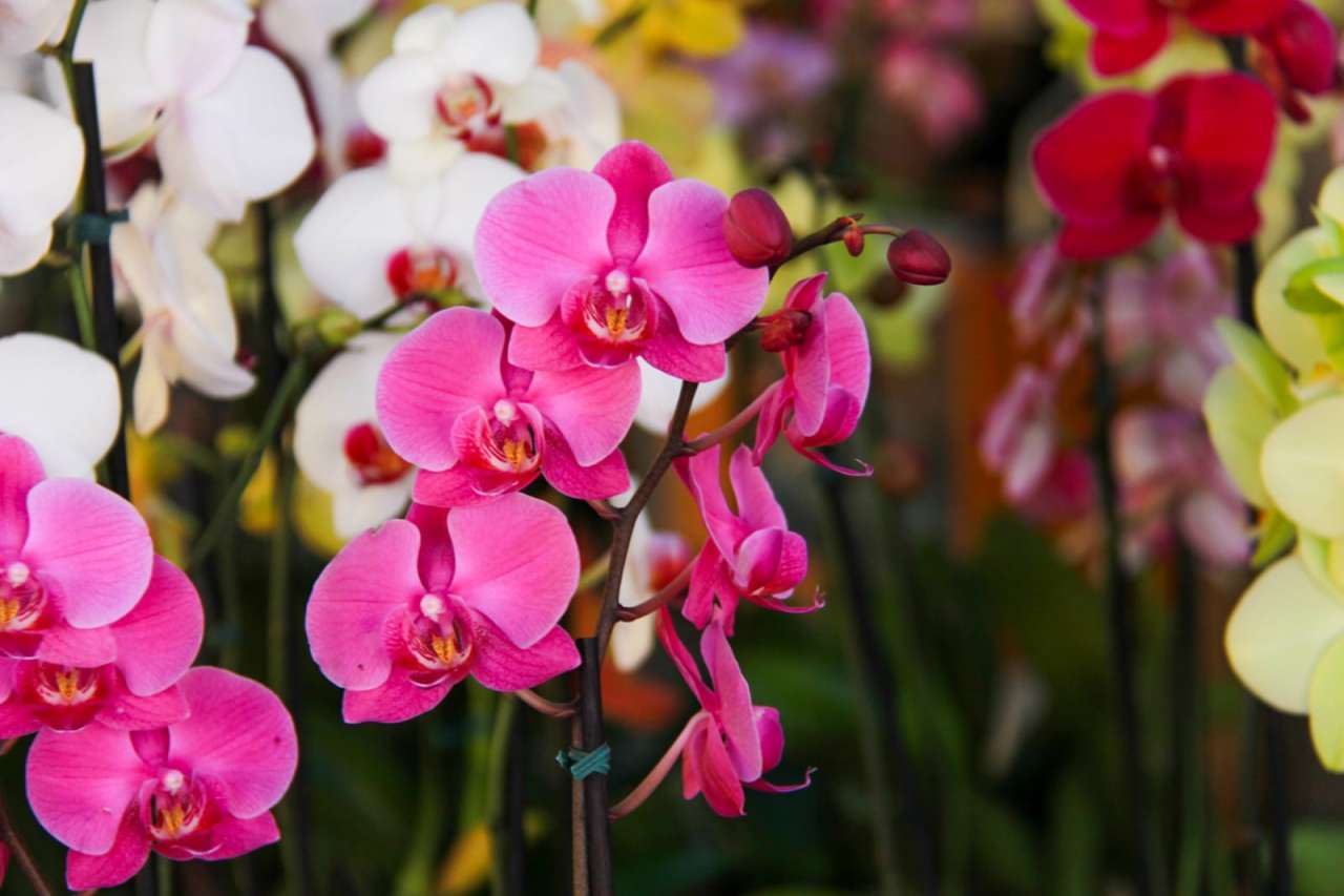 Festival de Flores em VG