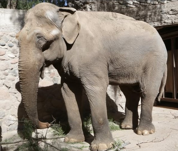 Tamy, elefante, Santu�rio dos Elefantes