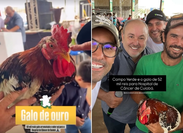 galo de ouro, leilao, 52 mil, campo verde