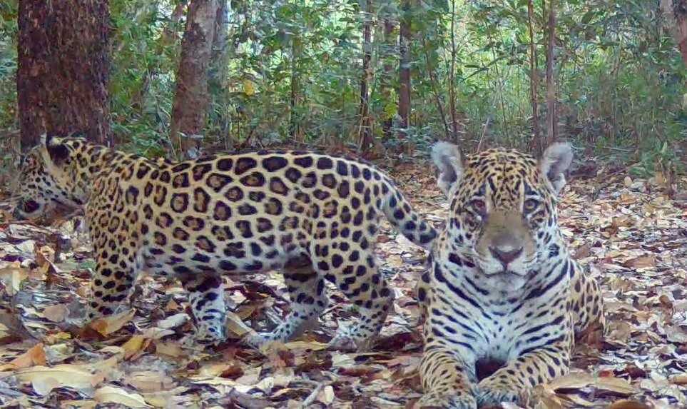 On�as do Pantanal nomes