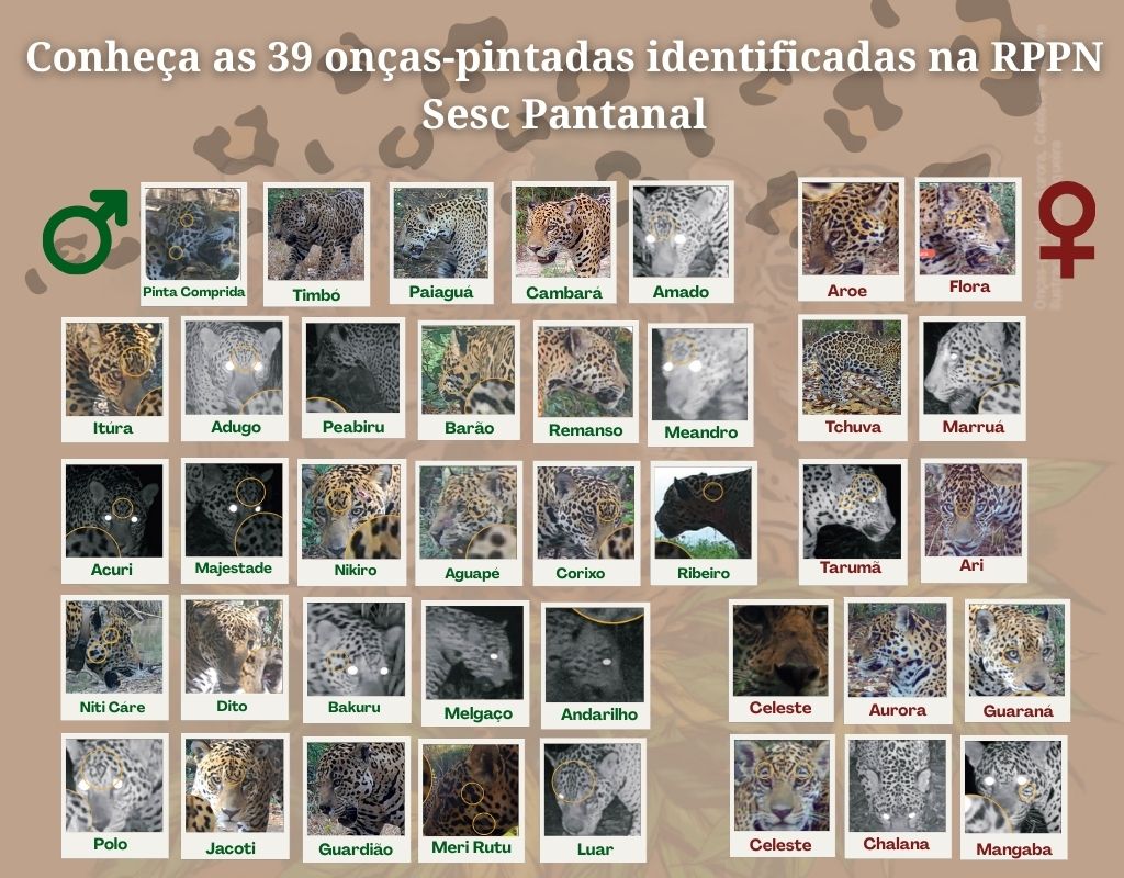 Guia das on�as pintadas Sesc Pantanal
