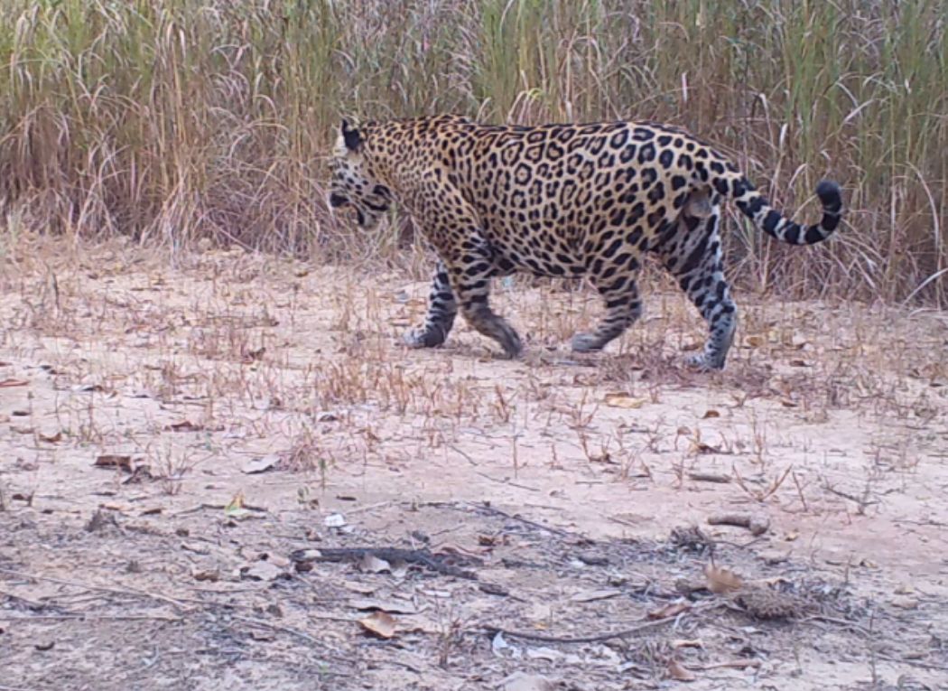 On�as pintadas sesc pantanal Dito