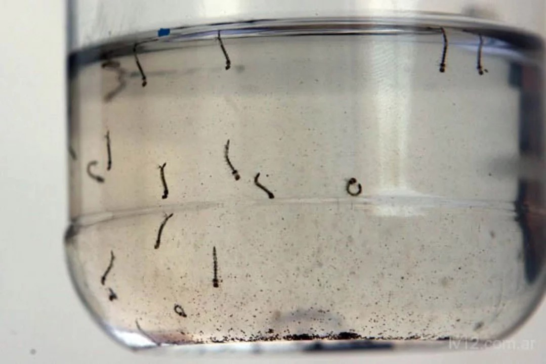 Aedes aegypti