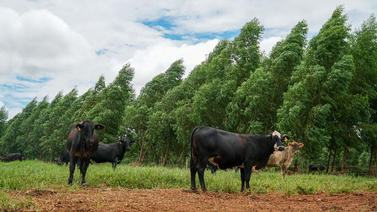 Pecuária sustentável ganha força e amplia acesso a mercados
