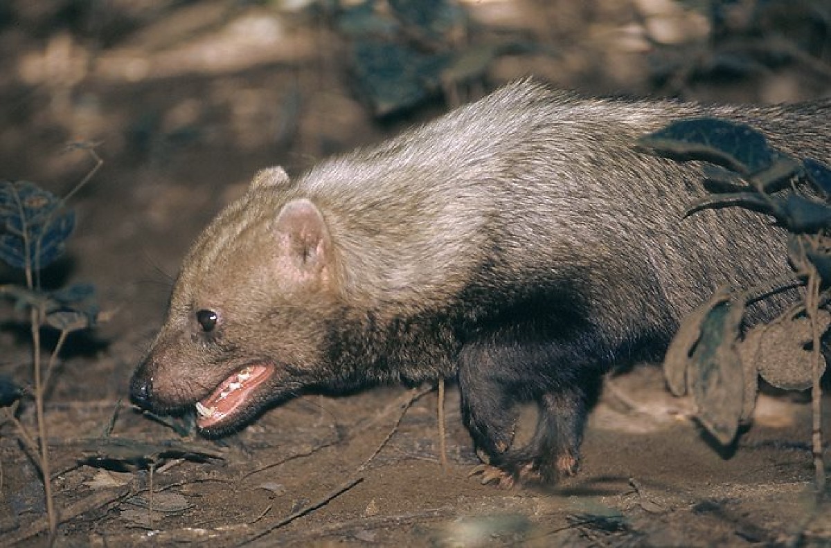Cachorro vinagre - animal - raro Pantanal