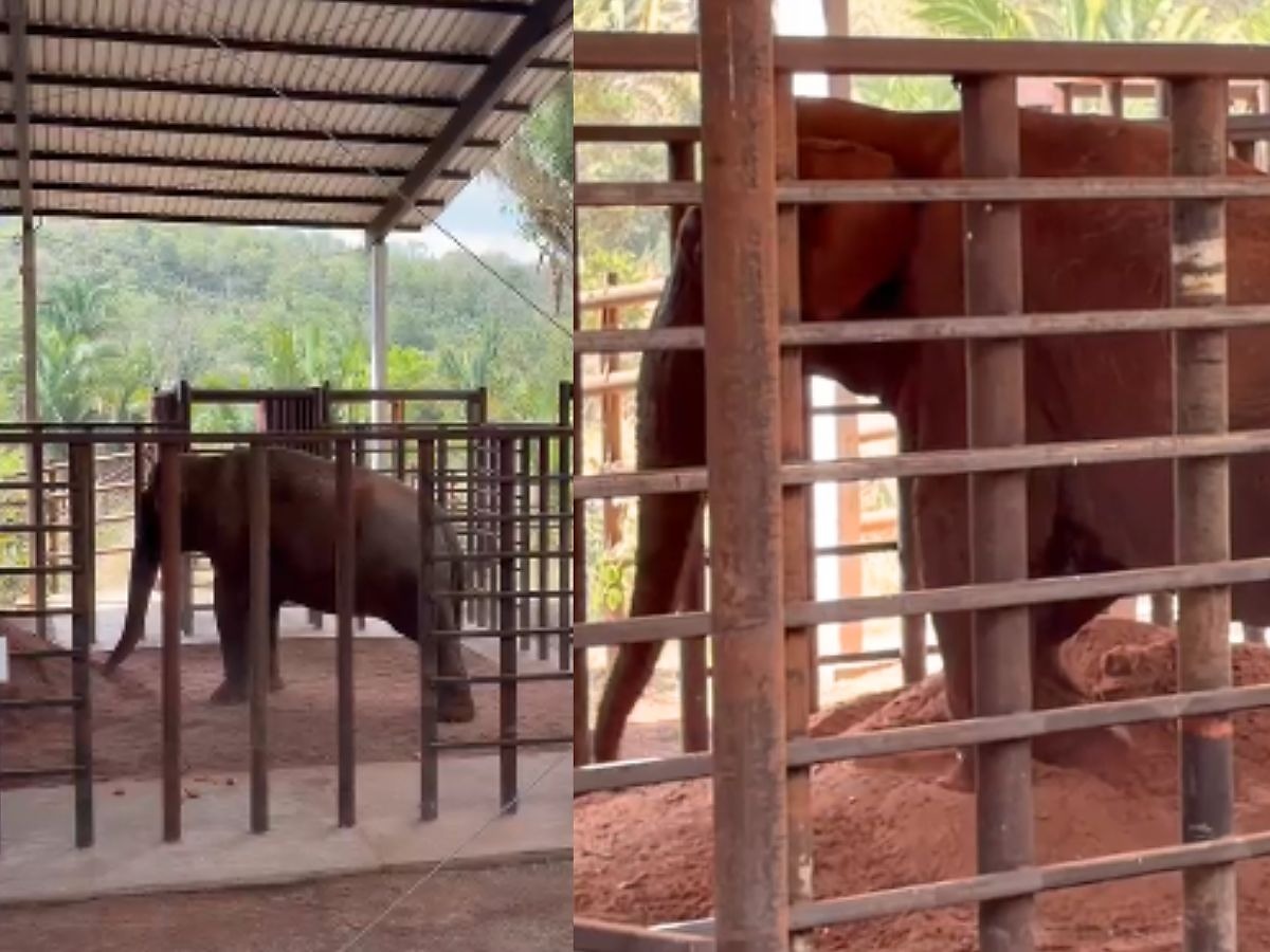 Elefante Sandro chega a Santuário em Chapada dos Guimarães; veja vídeo