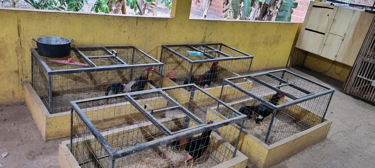 rinha de galo