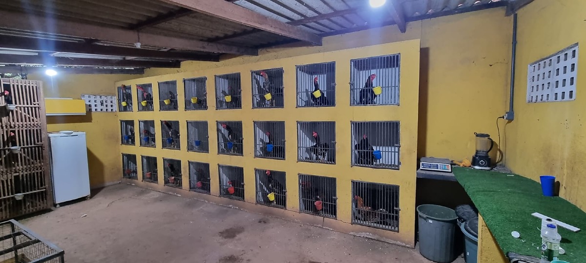 rinha de galo