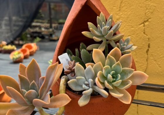 Cactos e suculentas novo viveiro em Cuiabá