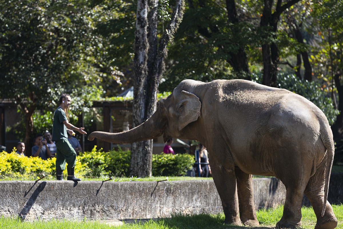 s&eacute;rgio domingues tratador e elefante sandro 