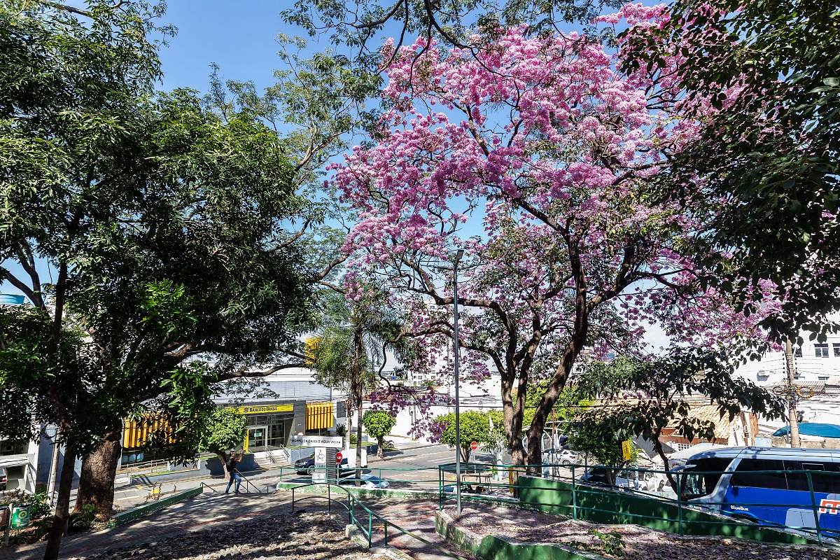 ipê, árvore, cuiabá