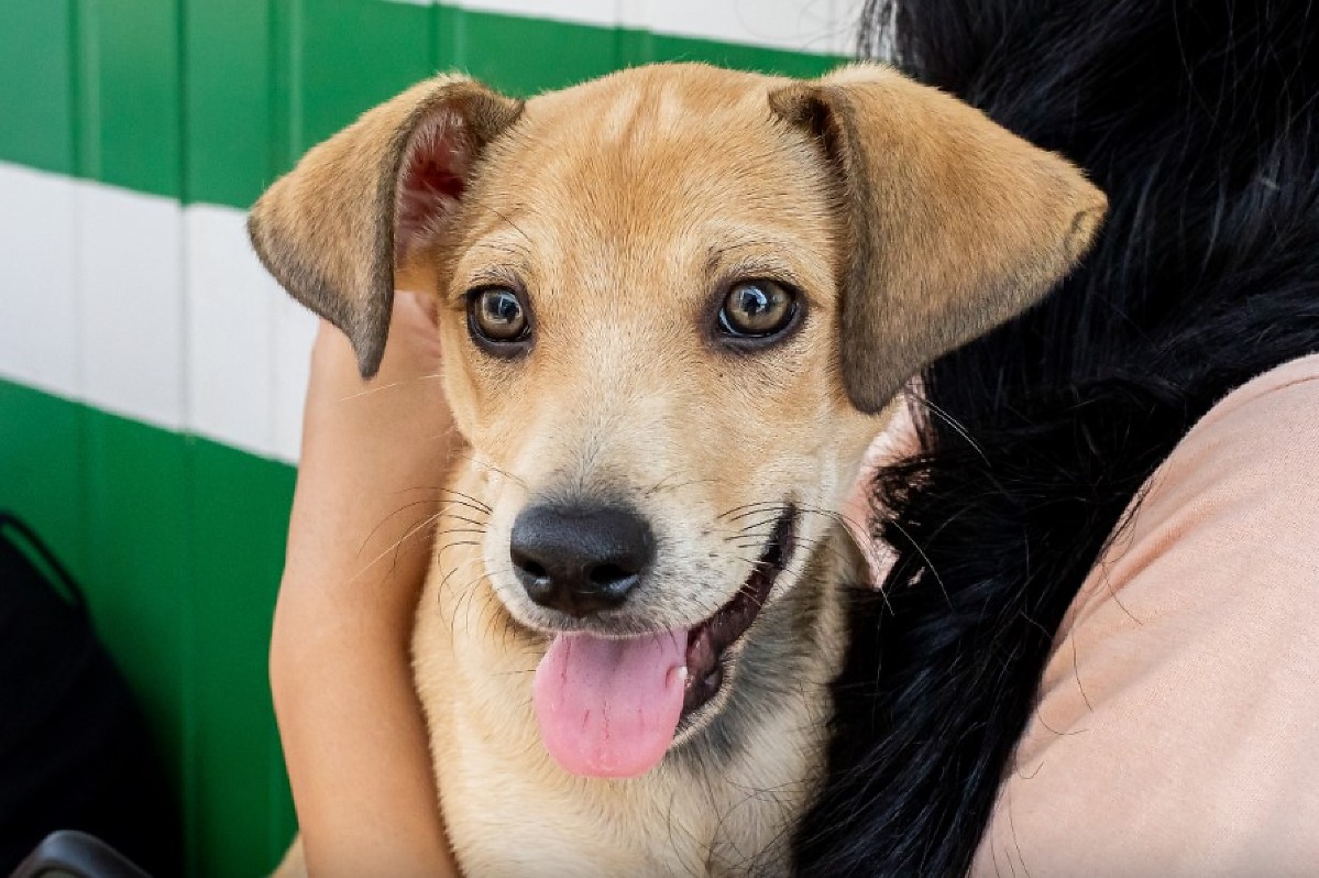 Ado&ccedil;&atilde;o respons&aacute;vel c&atilde;es e gatos - cachorro caramelo