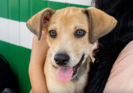 Adoção responsável cães e gatos - cachorro caramelo