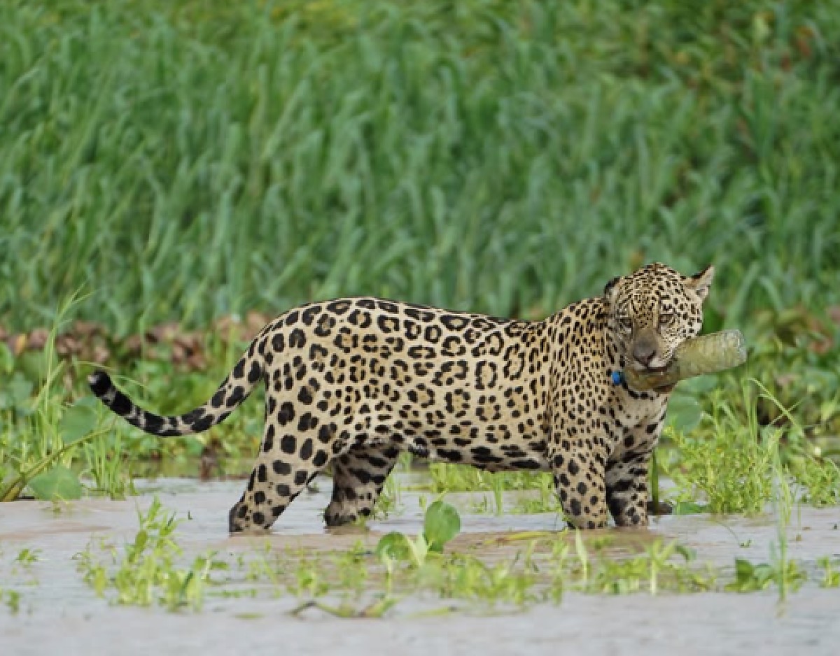 onça-pintada com garrafa pet na boca, Pantanal, Mato Grosso