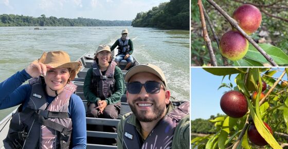 Parente amazônica da jaboticaba e rica em vitamina C - camu-camu
